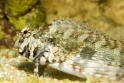 Istogobius decoratus (decorated goby), Aquarium